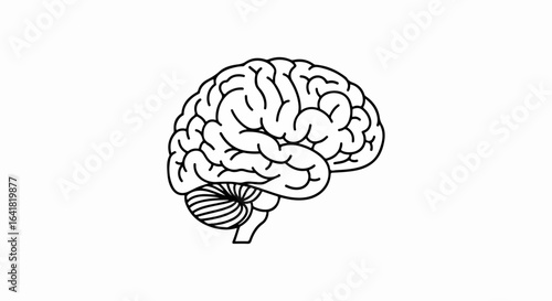 Anatomical Brain Illustration: Detailed Black and White Outline Drawing