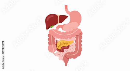 Illustrated Human Digestive System: Stomach, Liver, Pancreas, Intestines