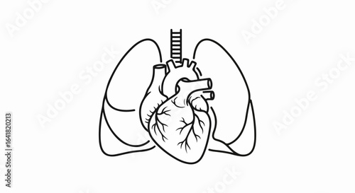 Anatomical Heart and Lungs Illustration in Black and White Outline Style
