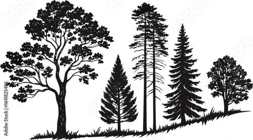 Pine tree silhouettes. Evergreen forest firs and spruces black shapes, wild nature trees templates. Vector illustration woodland trees set on white background. black silhouette vector illustration 
