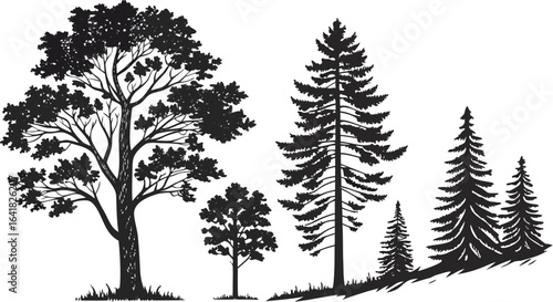 Pine tree silhouettes. Evergreen forest firs and spruces black shapes, wild nature trees templates. Vector illustration woodland trees set on white background. black silhouette vector illustration 