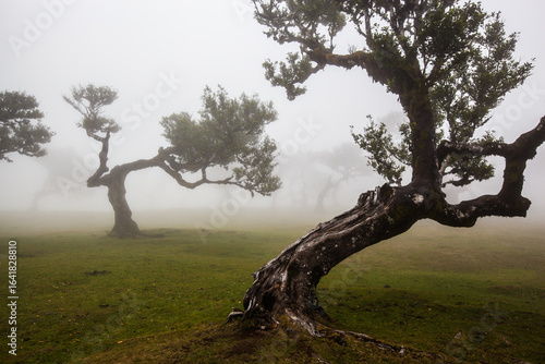 Fanal forest in foggy weather conditions , Madeira island , Portugal