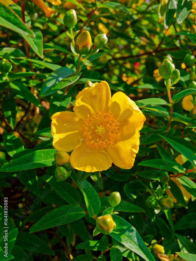 A close-up displays a radiant yellow hypericum flower with its central stamen details. The surrounding shrub is filled with green buds and leaves, suggesting a blooming season. A close-up displays a radiant yellow hypericum flower with its central stamen details. The surrounding shrub is filled with green buds and leaves, suggesting a blooming season.