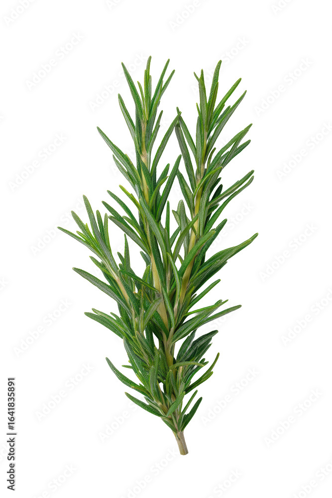 Naklejka premium Fresh rosemary sprig isolated on transparent background