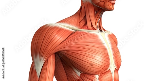 Detailed 3D Rendering of Human Upper Body Muscular System Anatomy
