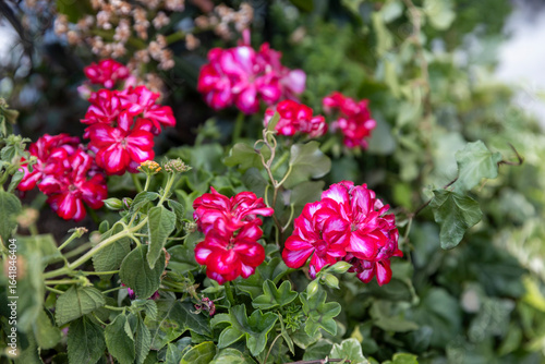 Wallpaper Mural Striped Pink and White Geranium Flowers in Lush Greenery Torontodigital.ca