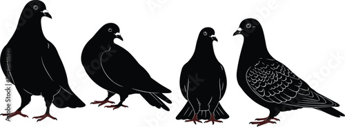 Silhouettes of pigeons standing, bird poses collection, black vector illustration, detailed claws, avian posture study, white background, design reference