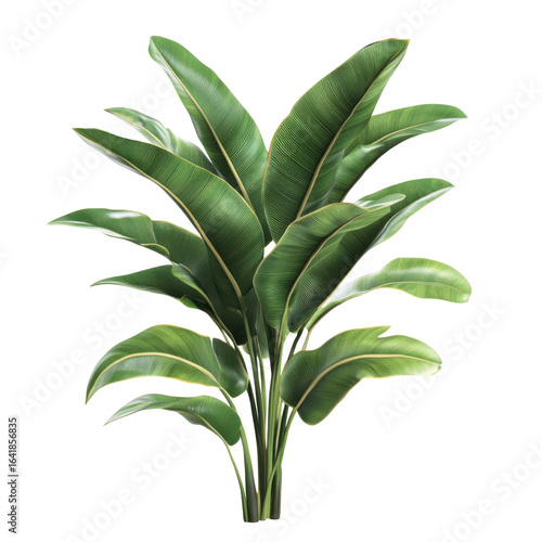 A beautiful tropical plant on white background