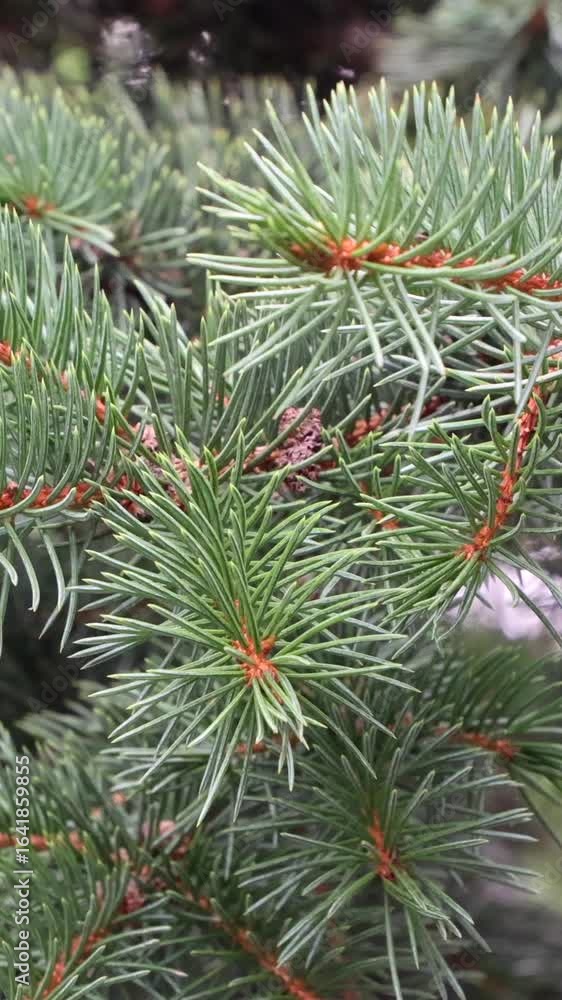 A Detailed View of Vibrant Evergreen Pine Needles, Capturing the Intricate Textures and Natural Beauty of Coniferous Foliage in Its Habitat. Vertical.