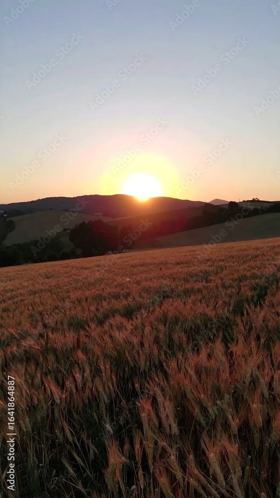 Fototapeta premium Sunset over golden wheat field