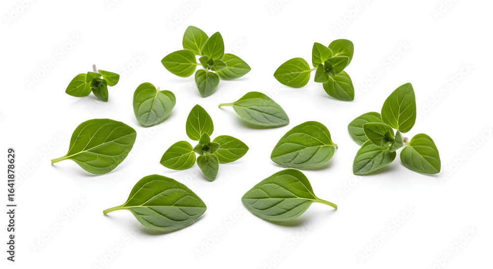 Obraz premium fresh green leaves