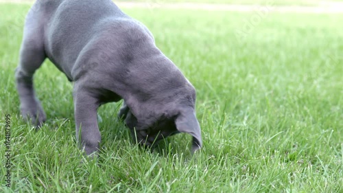 Adorable Two-Month-Old Cane Corso Puppy Portrait