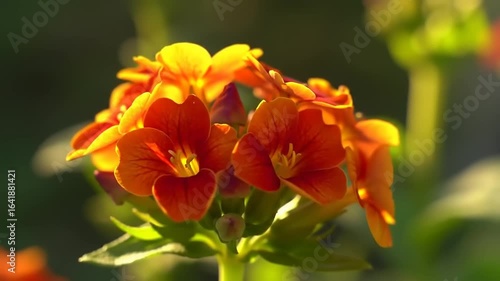 Close-up of vibrant orange and yellow flowers