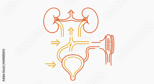 Urinary System Diagram Showing Kidney to Bladder Flow