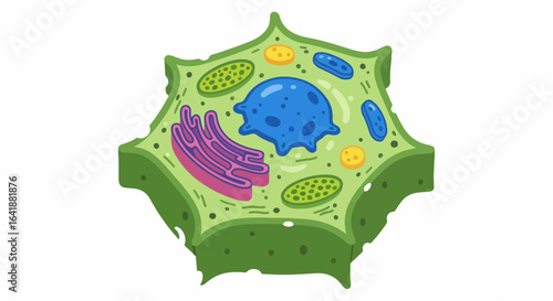 Cartoon Plant Cell Structure with Nucleus, Chloroplasts, and Cell Wall