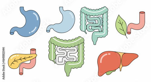Colorful Diagram of Human Digestive System Organs