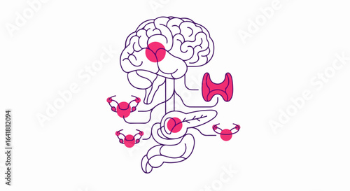 Simplified Illustration of Human Endocrine System with Brain and Glands