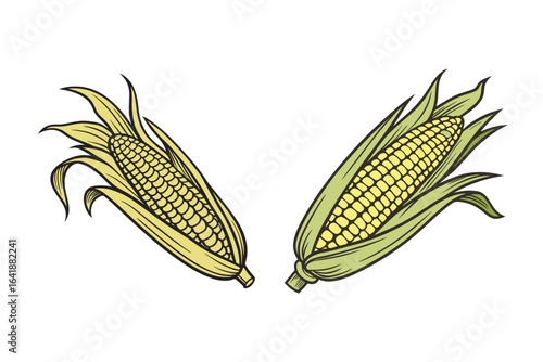 Fresh Corn Cobs Illustration – Sweet Maize Ears with Green Husks