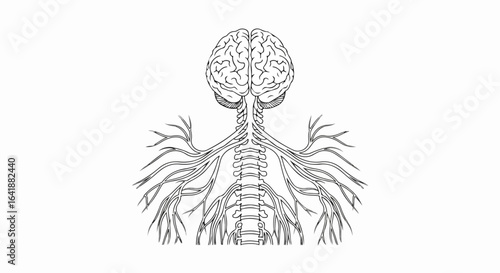 Detailed Line Drawing of Human Brain and Spinal Cord with Extensive Nervous System