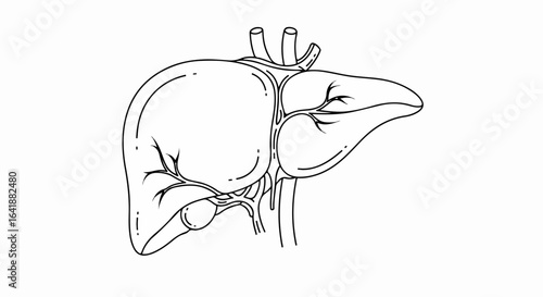 Detailed Liver Anatomy Illustration with Vessels and Gallbladder Outline