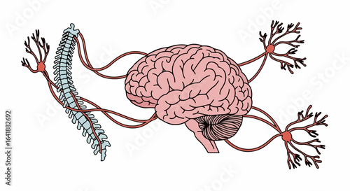 Detailed Illustration of Human Brain, Spinal Cord, and Nerves