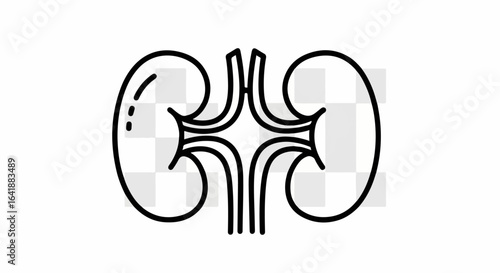 Kidney Pair Outline: Human Organ Anatomy Illustration
