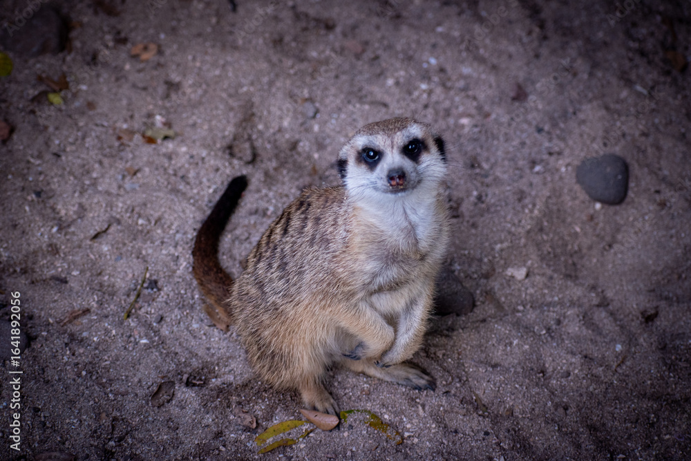 Fototapeta premium Standing meerkat in a defensive posture, looking directly at the on a sandy ground area.