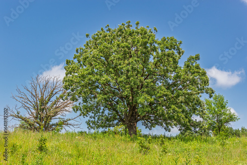 Midwest Prairie Oak Savanna with Tall Scrub Oak Tree