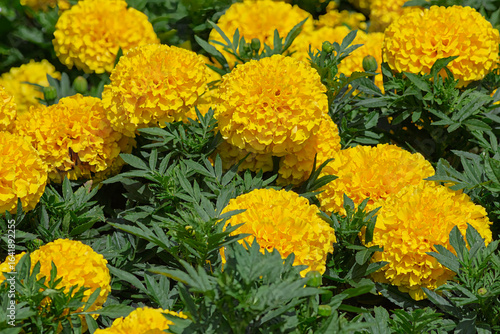 Close-up Macro of Colorful Yellow Marigold