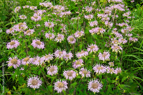 Grouping of Wild Bergamot in the American Midwest Prairie