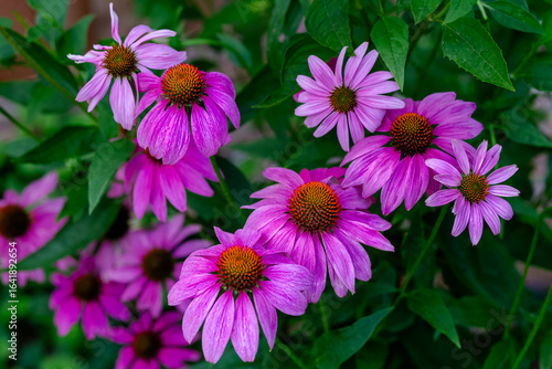 Grouping of Purple Coneflowers at Dusk in the Garden