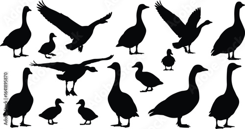 Goose and duck silhouette collection, flying and standing bird vector design, wildlife illustration, waterfowl animal shapes, black bird clipart set