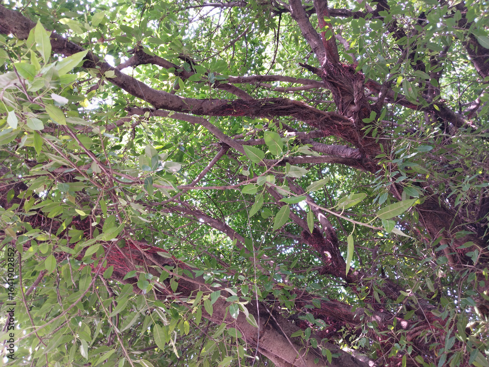 Fototapeta premium branches of Ficus Virens or Pilkhan tree