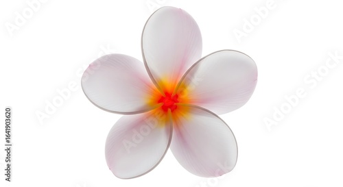 Delicate white plumeria flower with vibrant yellow and orange center