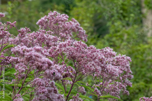 Full frame abstract texture view of blooming pink and purple Joe-Pye weed (eutrochium purpureum) wildflowers, with defocused background