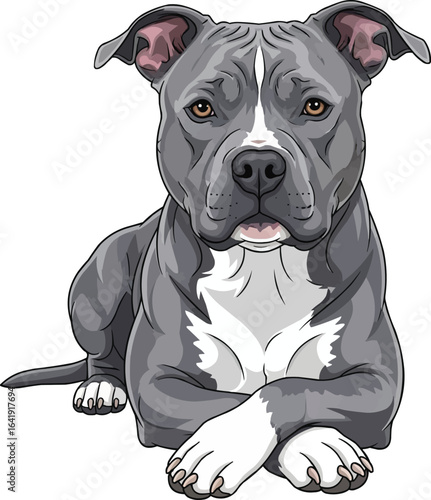 American Pit Bull Terrier dog laying down front view illustration