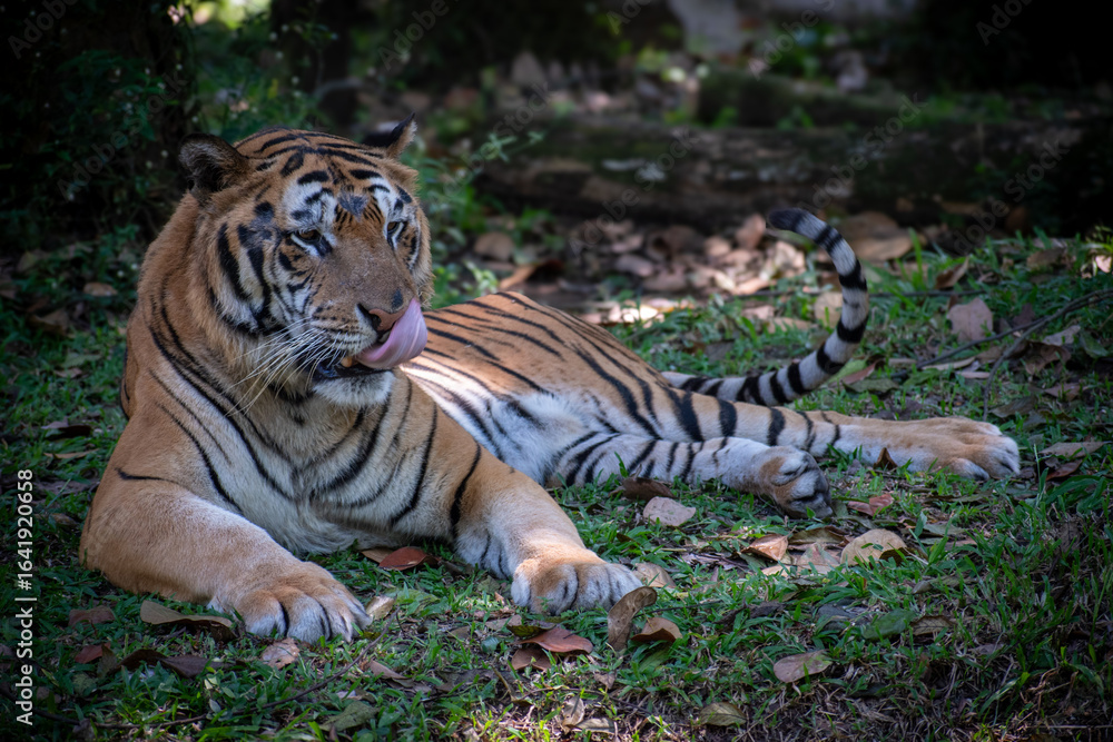 Obraz premium Wild tiger in a relaxed pose under forest shade.