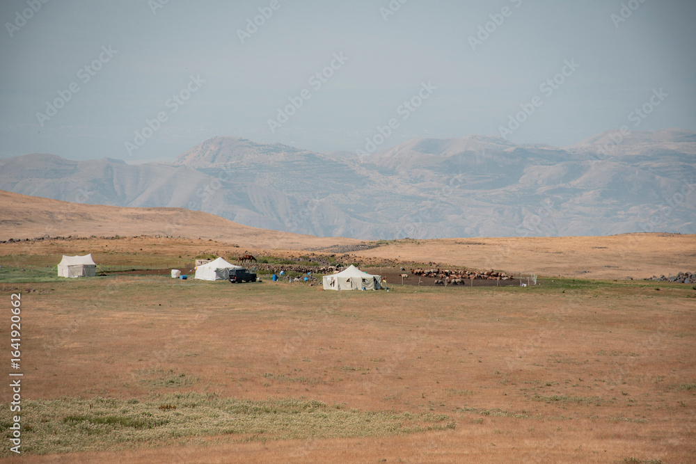 Obraz premium rural landscape with cows
