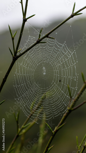 Wallpaper Mural Spider web with water droplets on thin branches dew drops Torontodigital.ca