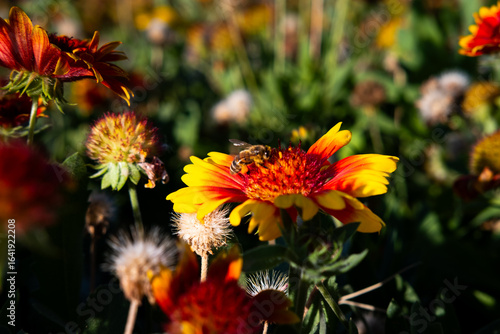 Blanket flower photo in nature