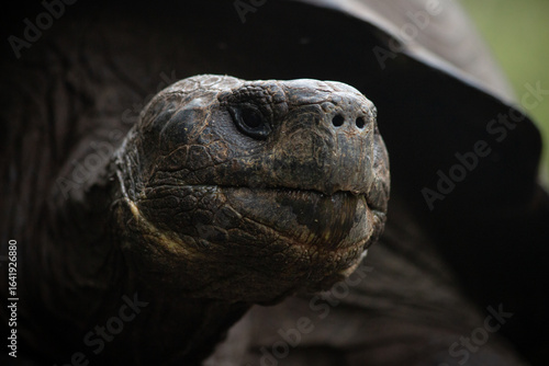 Galápagos Giant Tortoise Portrait Close up on Isabela Island, Galapagos, Ecuador. (Chelonoidis nigra). Endangered wildlife photography. Wildlife conservation. 