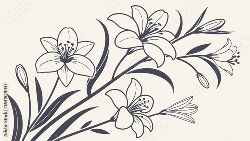 Elegant lily flowers floral vector line art illustration. Botanical outline drawing for spring wedding or sympathy design element.