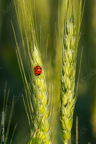 A ladybug (Coccinellidae) rests on a green wheat plant (Triticum aestivum), surrounded by tall grasses, captured in a detailed macro with blurred background.
