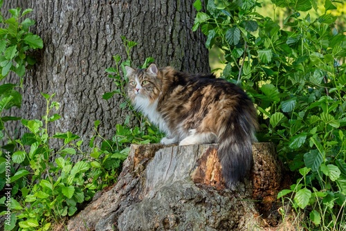 Siberian cat Alvin in a lush green forest setting