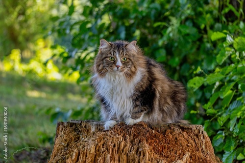 Alvin, the Regal Siberian Cat, Posed on a Tree Stump