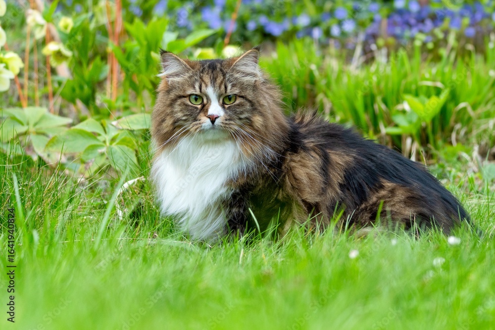 Alvin the Majestic Siberian Cat Exploring the Greenery Alvin the Majestic Siberian Cat Exploring the Greenery