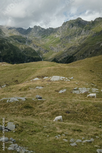 alps to lake
