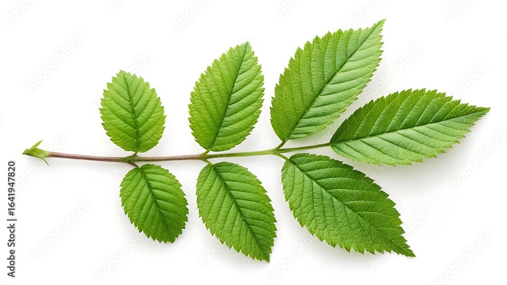 Branch with five green compound leaves on white background Branch with five green compound leaves on white background