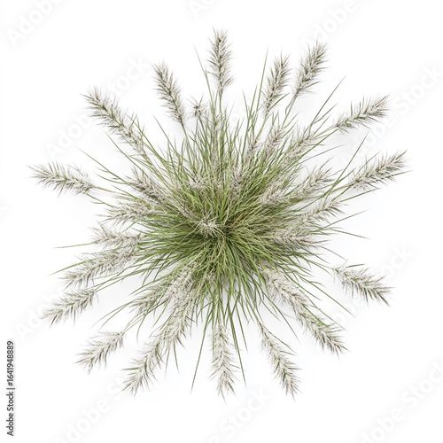 Ornamental Grass Plume Pampas Grass Top View Isolated nature