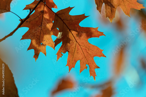 Vibrant autumn leaves hang on branches contrasted sharply against a vivid blu...